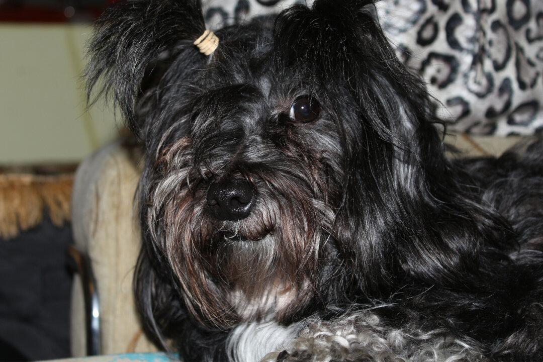 Couple Spot a Heartbreaking Note Next to a ‘Discarded’ Dog Tied to a Dumpster