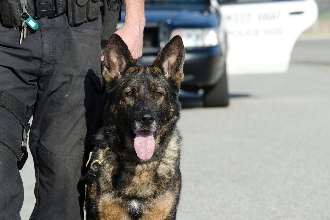 K-9 Officer Tracks Down Two Missing Children in the Woods of Virginia