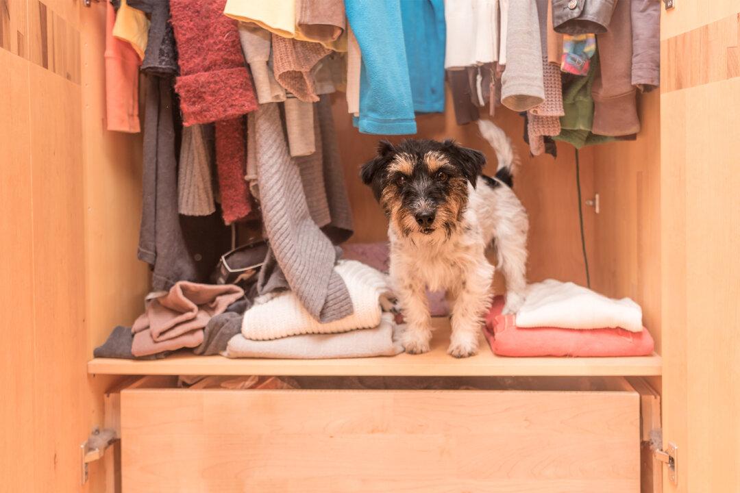 Clothes-Obsessed Dog Gets Adorable Closet Custom-Made by Grandpa