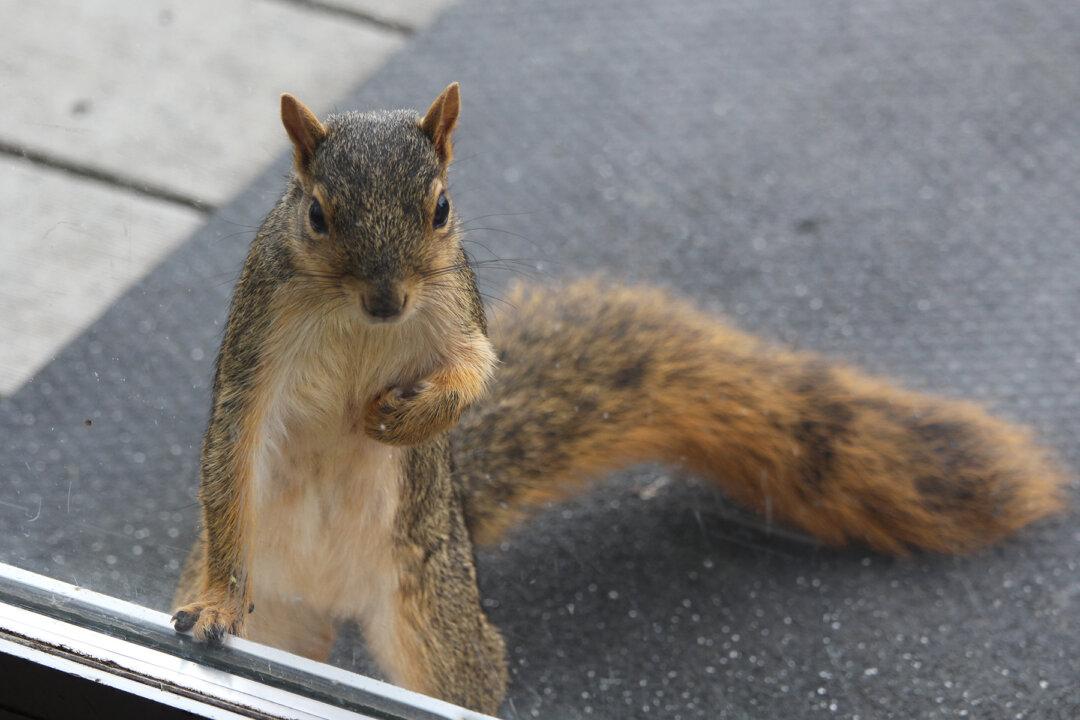 Rescued Squirrel Surprises Family With a Special Gift Before She Returns to the Wild