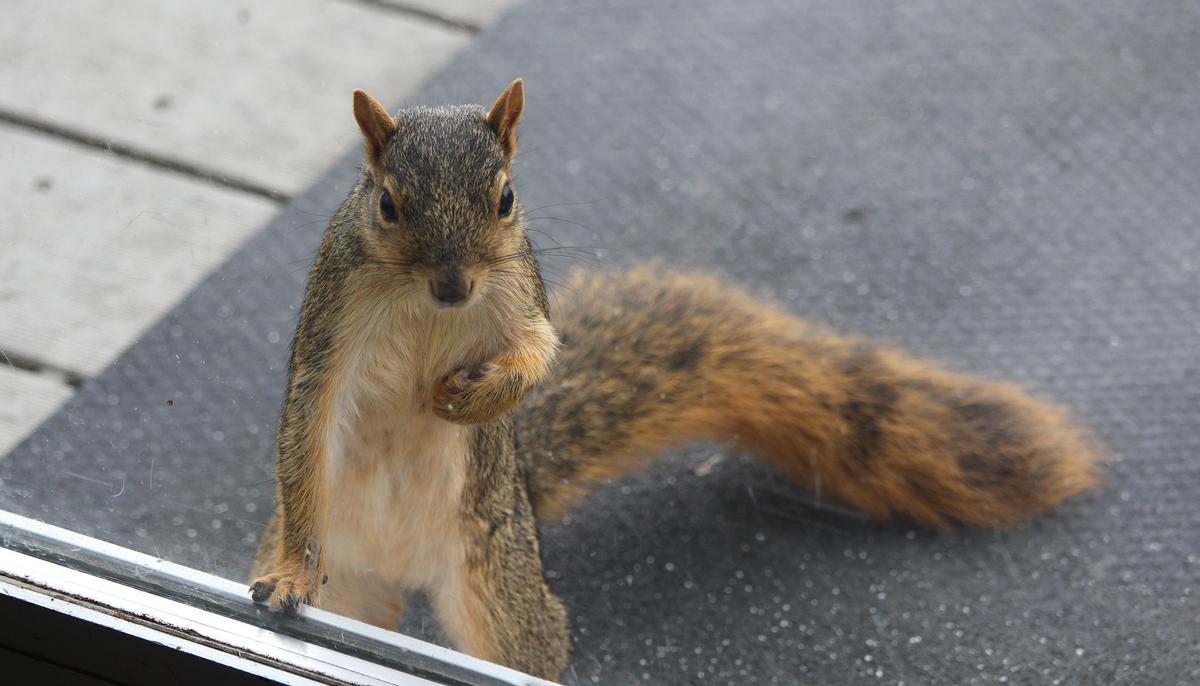 Rescued Squirrel Surprises Family With a Special Gift Before She Returns to the Wild