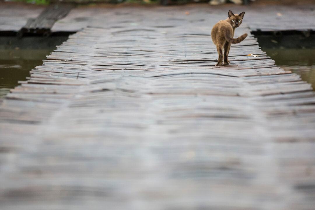 Couple Sees Scared Cat Staring at Them From the Edge of Bridge, Pulls Over to Rescue It