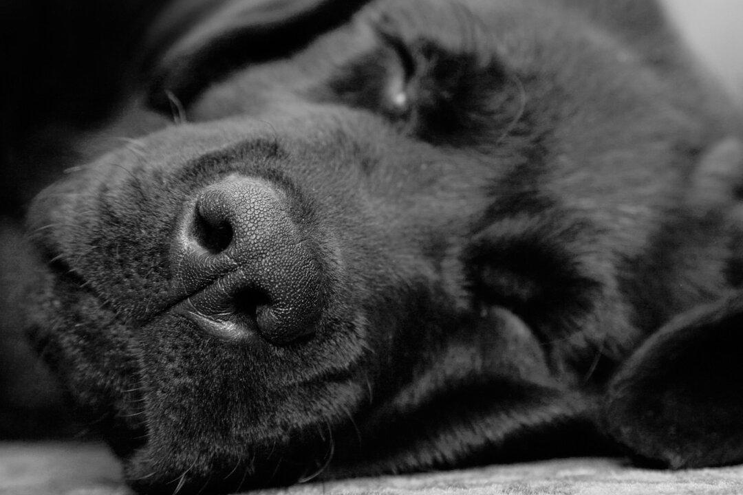 Puppy Wakes Up After Being Euthanized in Overcrowded Shelter, Rescuers Call It a Miracle