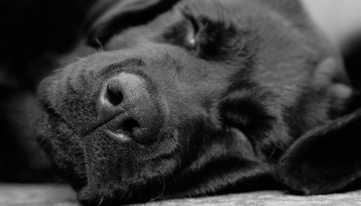 Puppy Wakes Up After Being Euthanized in Overcrowded Shelter, Rescuers Call It a Miracle