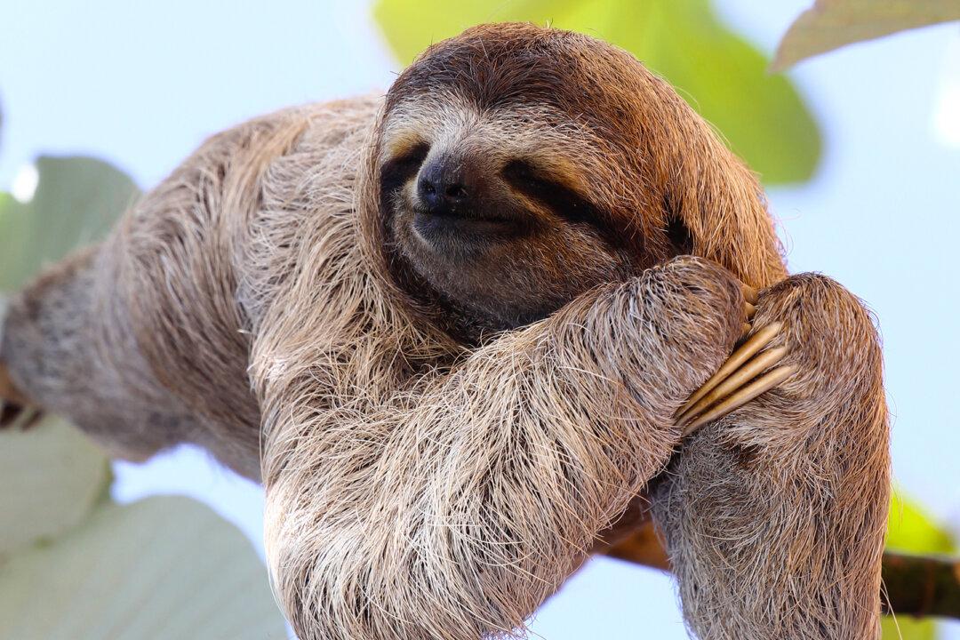 Couple Believes Tiny Furry Sloth on Costa Rican Shore Is Lifeless, Until They Get Closer