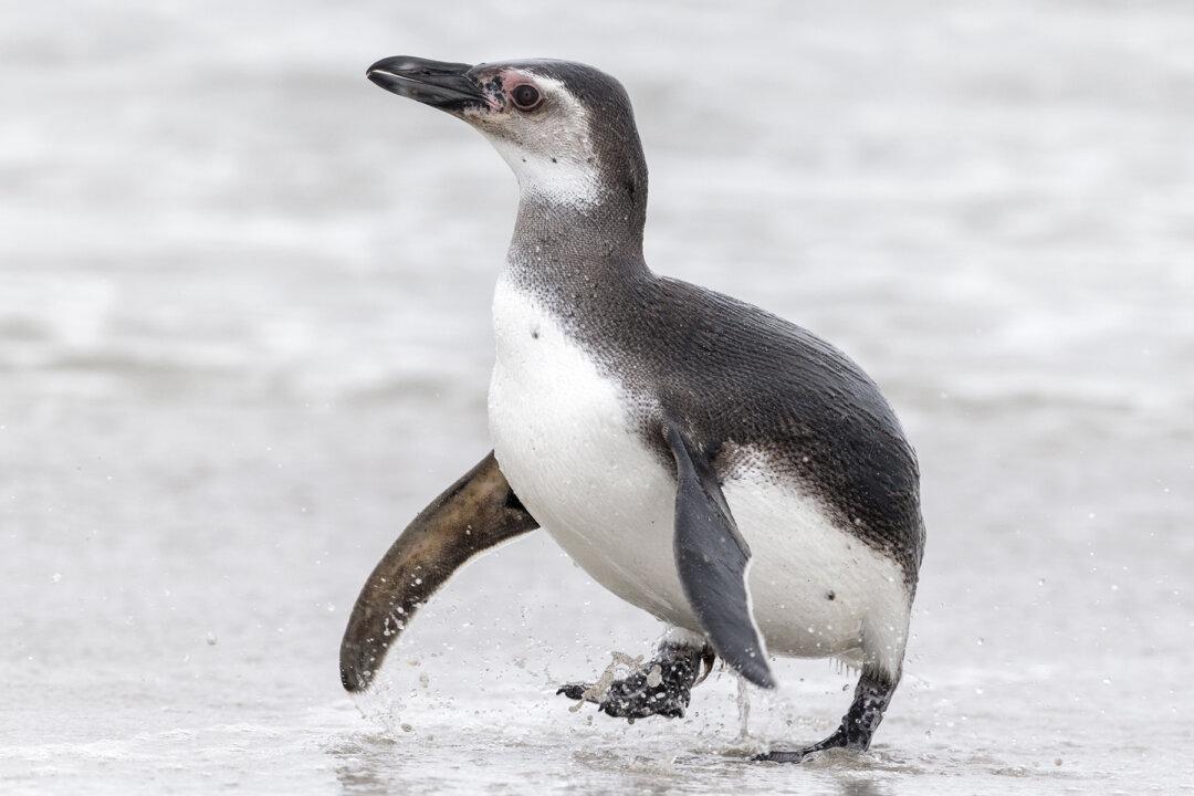 Endangered Baby Blue Penguin on Beach Gets a Sign Explaining Why He Is All Alone