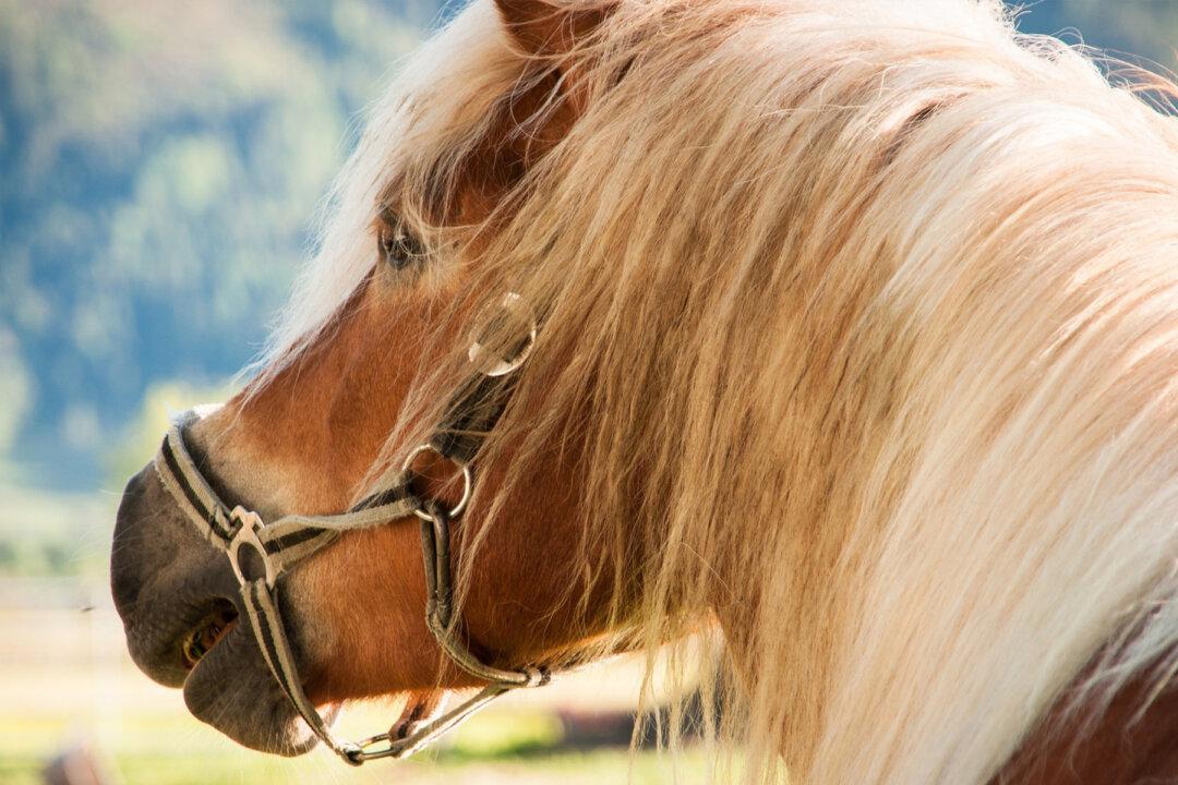Horse Slowly Walks Up to Boy With Rare Disorder, Their Interaction Leaves Mom Speechless