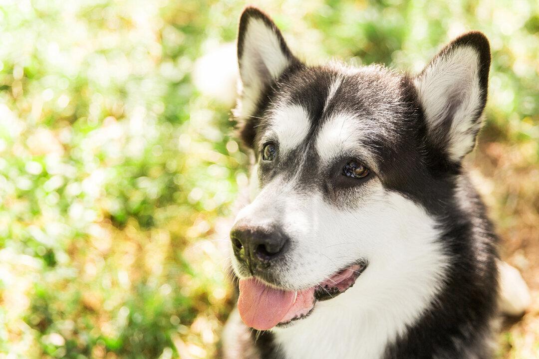 Naughty Husky Thanks Fireman in the Most Adorable Way After He Rescues It from Rooftop