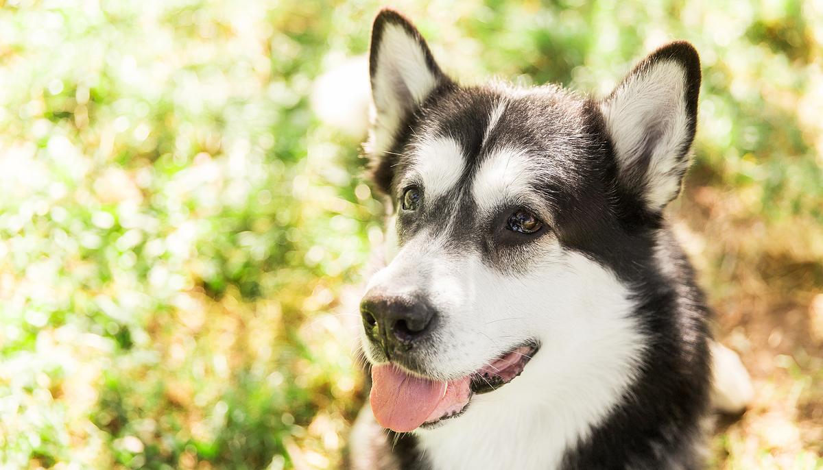 Naughty Husky Thanks Fireman in the Most Adorable Way After He Rescues It from Rooftop