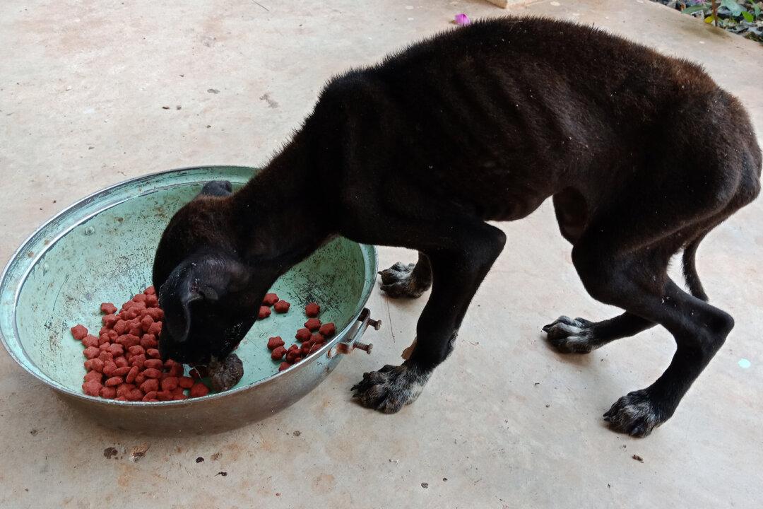 Lady Adopts Starved Dog to Let Him Die With Dignity, Love Changes His Fate After 2 Months