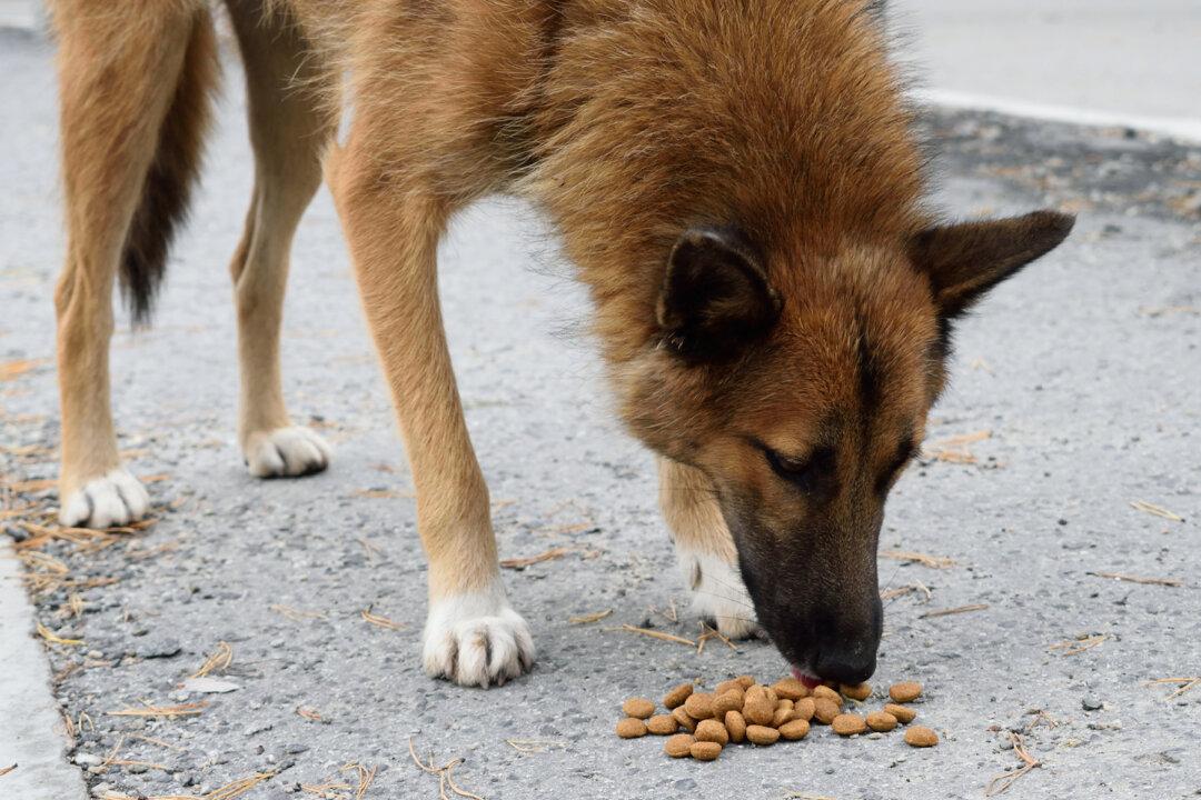 Mexican City Installs Gravity-Fed Dog Food Dispensers for City’s Huge 300,000 Stray Dog Population