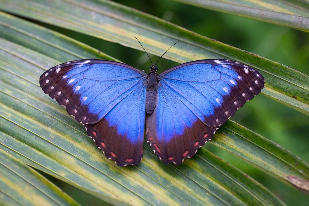 San Francisco Man Is Repopulating Disappearing Butterfly Species in His Backyard