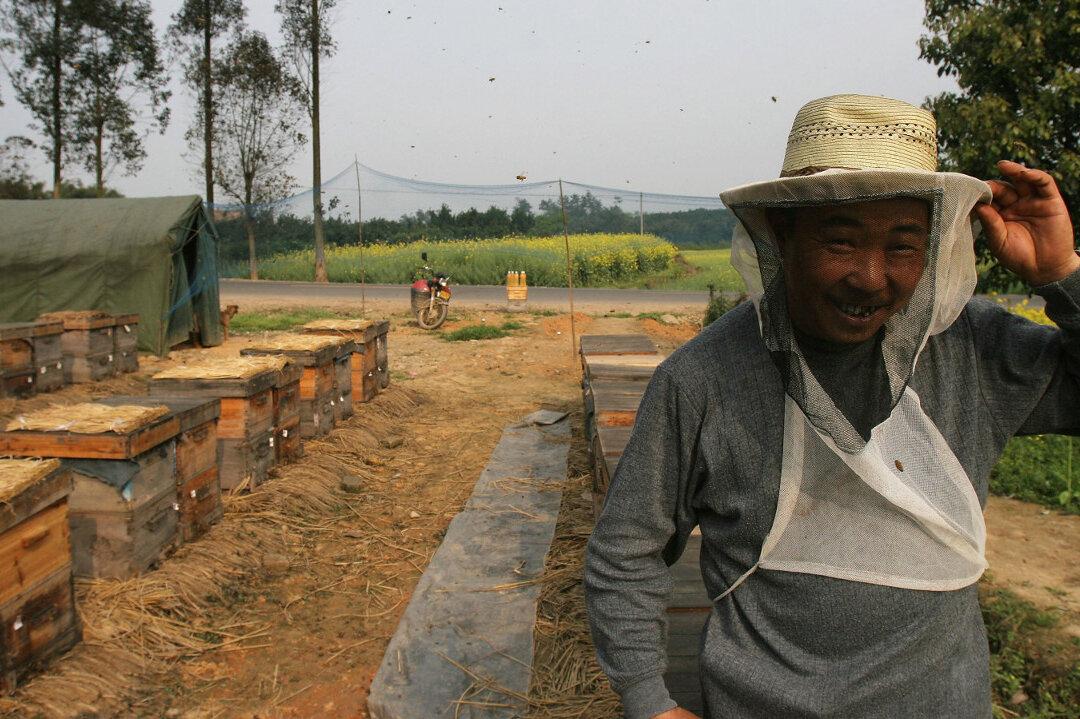 Couple Raises Bees in High-Rise Condo, Infuriates Neighbors