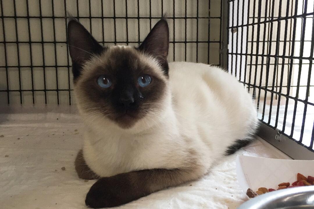 Injured Rescued Cat Terrified of Everything Until Newborn Makes Him Go Full Cuddle Bug