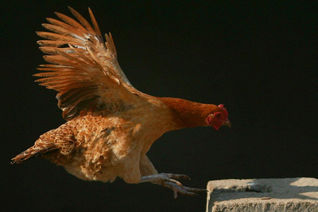 Park Offers Live Chickens as Targets For Slingshot Enthusiasts: Video