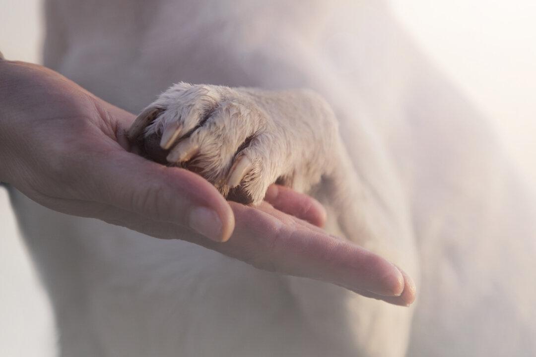 Photo of Cop Comforting Dog at Scene of Car Accident Goes Viral on Internet