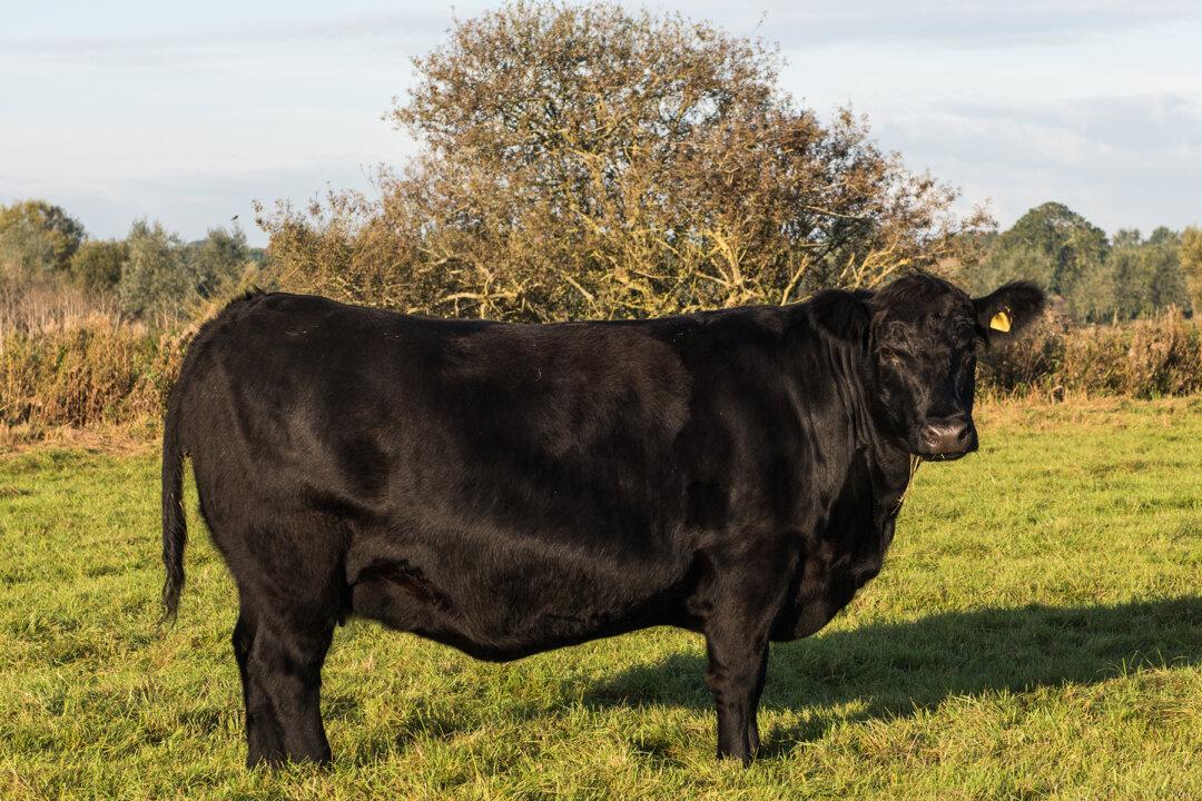 Farmers Think Cow’s Pregnant With Twins but Realize the Odds When They See the Birth