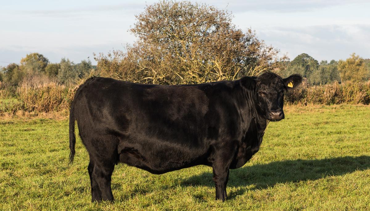 Farmers Think Cow’s Pregnant With Twins but Realize the Odds When They See the Birth