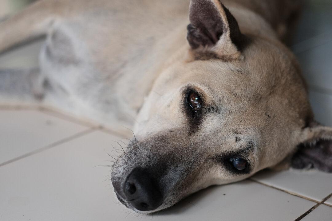 Cancer-Stricken Dog and Pups Tied Up in a Sack Were Left to Die, Until a Kind Couple Shows Up