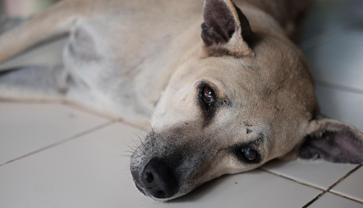 Cancer-Stricken Dog and Pups Tied Up in a Sack Were Left to Die, Until a Kind Couple Shows Up