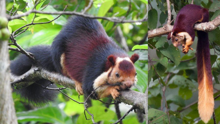 Multicolored Squirrels From India Make Their Spring Debut on Social Media