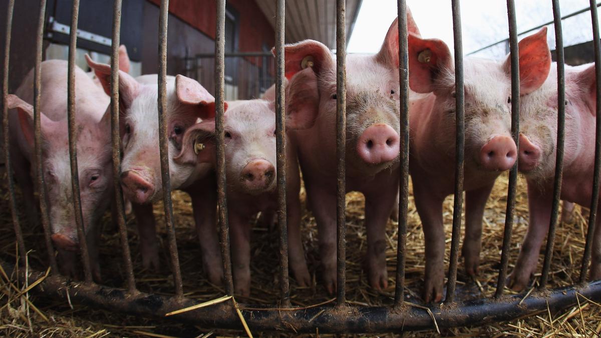 2 People Infected With Swine Flu in Michigan, CDC Reports