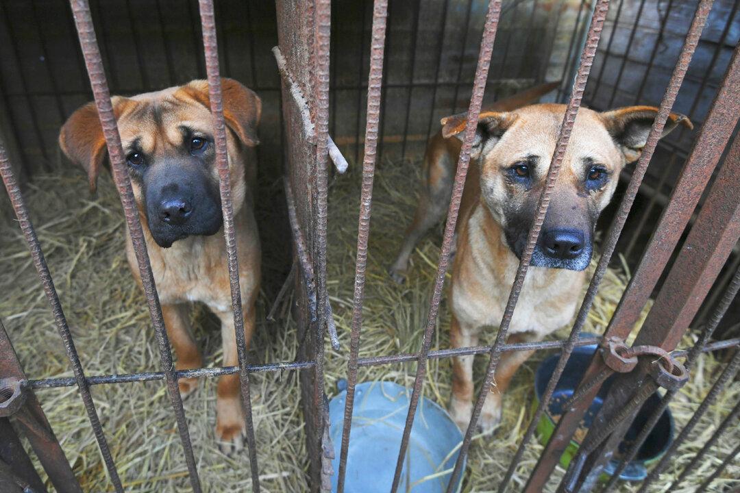 Pooch Refuses to Let Go of the Man Who Saved Her From a Dog Butcher