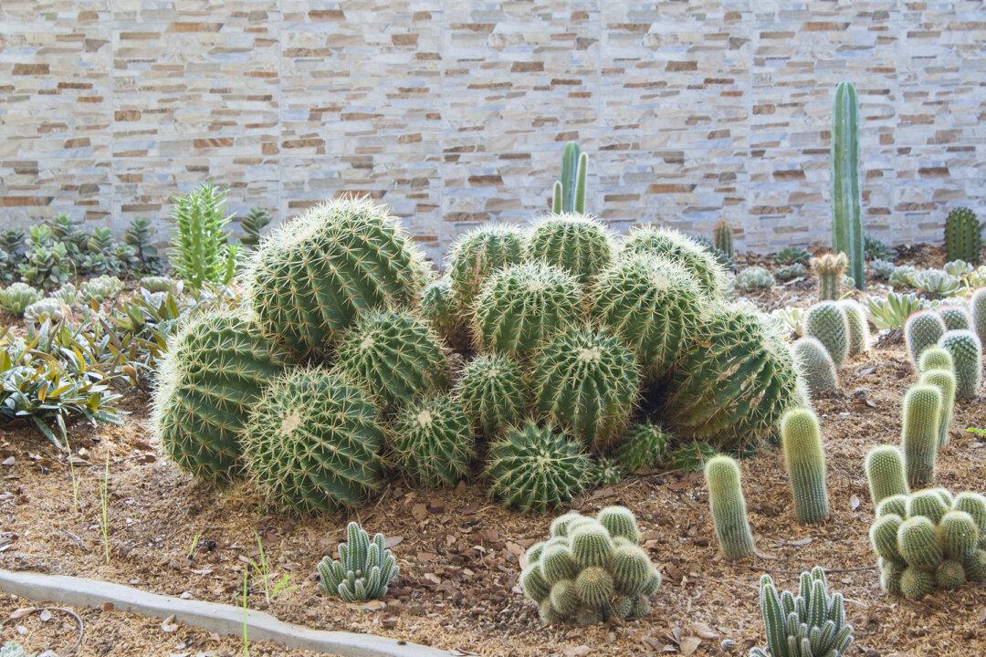 Strange ‘Creature’ Was Crying for Help, Surprises All With Its Cuteness After Rescue