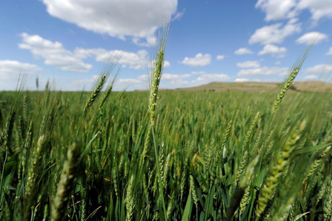 Biotech Crops Among Sticking Points in US-China Trade Deal