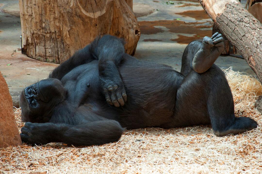 Silverback Gorilla Befriends Extremely Tiny ‘Bush Baby’