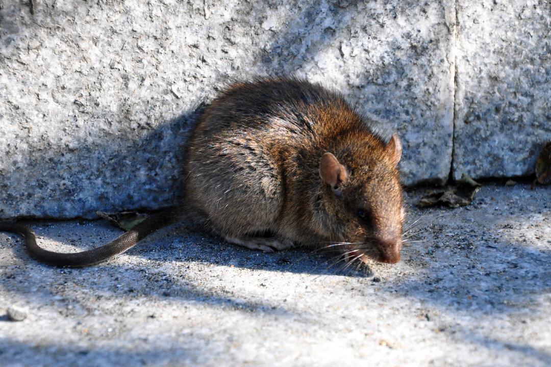 This Little Mouse Loves Cleaning Up Man’s Work Tools in Shed Every Night Without Fail