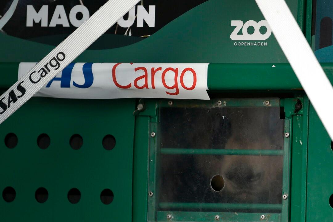 Expert Panel Warns About Chinese Regime’s Infiltration as 2 Pandas Arrive in Denmark Zoo