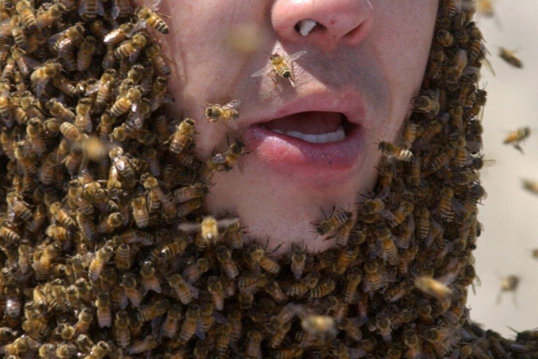 Man Dies After Being Attacked by a Swarm of Bees, Found Covered in Hordes in Front Yard