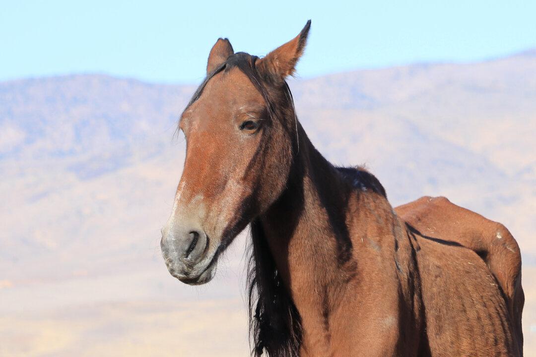 Emaciated Mare Found Near Death in Cornfield Makes Astonishing Recovery 6 Months Later