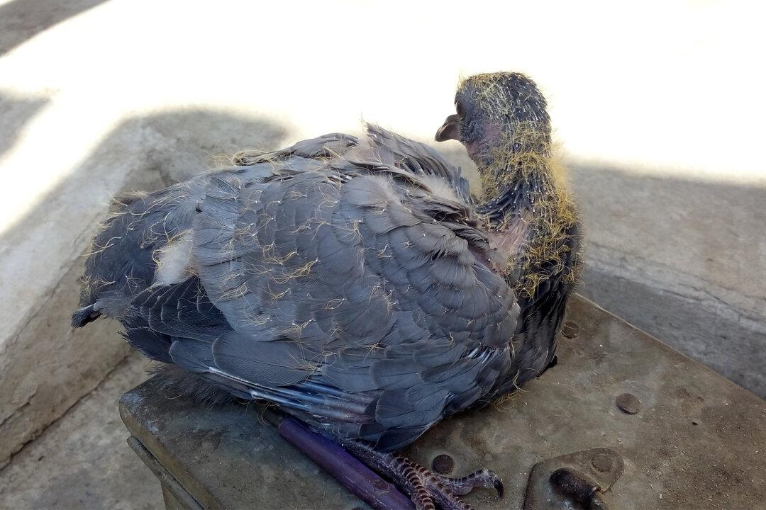 10-Year-Old Girl Writes ‘Detailed Report’ for Vet After Rescuing Injured Baby Pigeon
