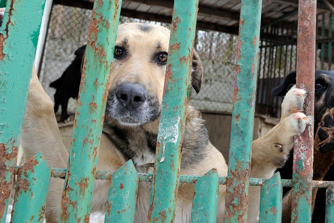 Police Beat Family Dog to Death in Front of Owners