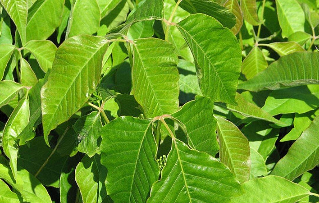 Watch: Don’t Ever Get Poison Ivy or Poison Oak Rash Again