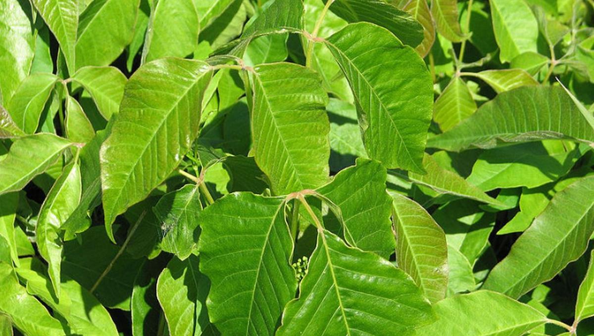 Watch: Don’t Ever Get Poison Ivy or Poison Oak Rash Again