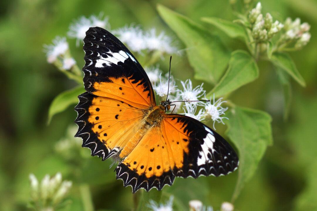 Endangered Oregon Butterfly Returns to the Wild With the Help of Women’s Prison Inmates