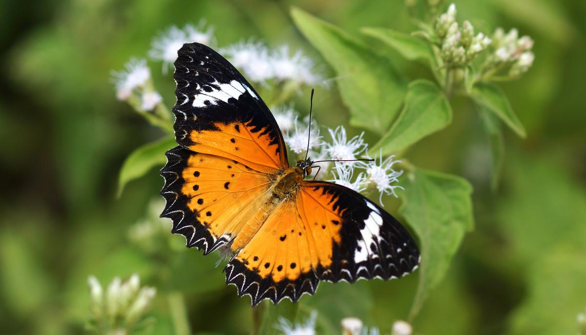 Endangered Oregon Butterfly Returns to the Wild With the Help of Women’s Prison Inmates