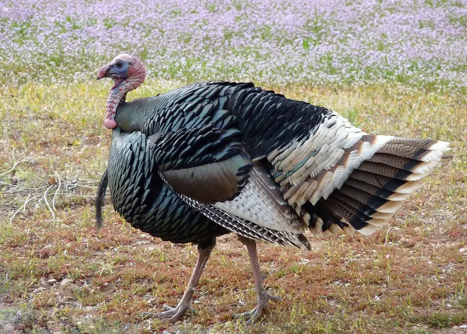 How Saving the Wild Turkey Is Benefiting the American Wild
