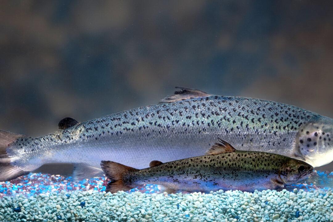 Genetically Modified Fish to Hit Store Shelves in US End of Next Year
