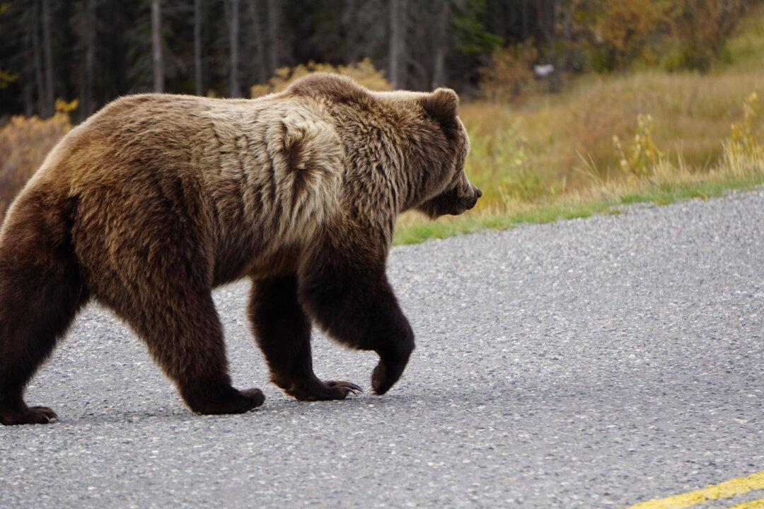 ‘Bear in Driveway’: UPS’s Note Explaining Why Package Was Not Delivered on Porch Goes Viral