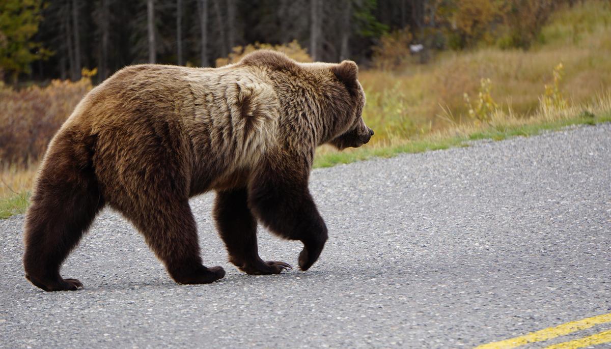 Bear Spotted in Tennessee Cabin’s Hot Tub