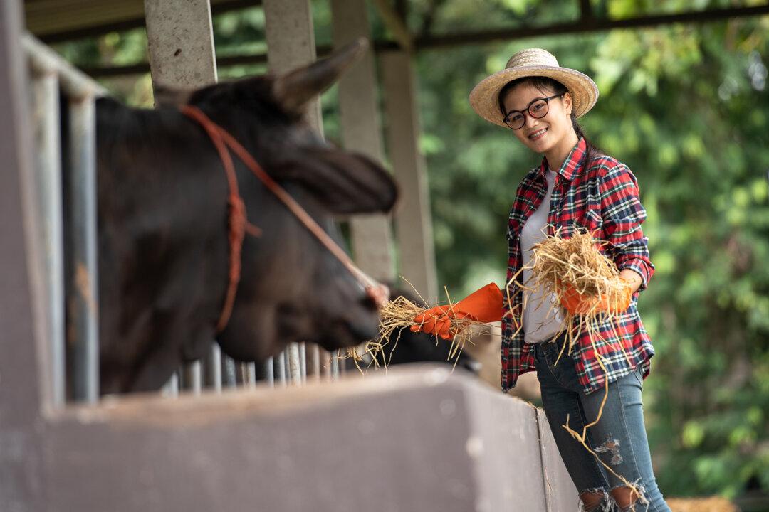 Cattle, Chicken, and Classrooms: the Ohio School Where Students Learn How to Farm