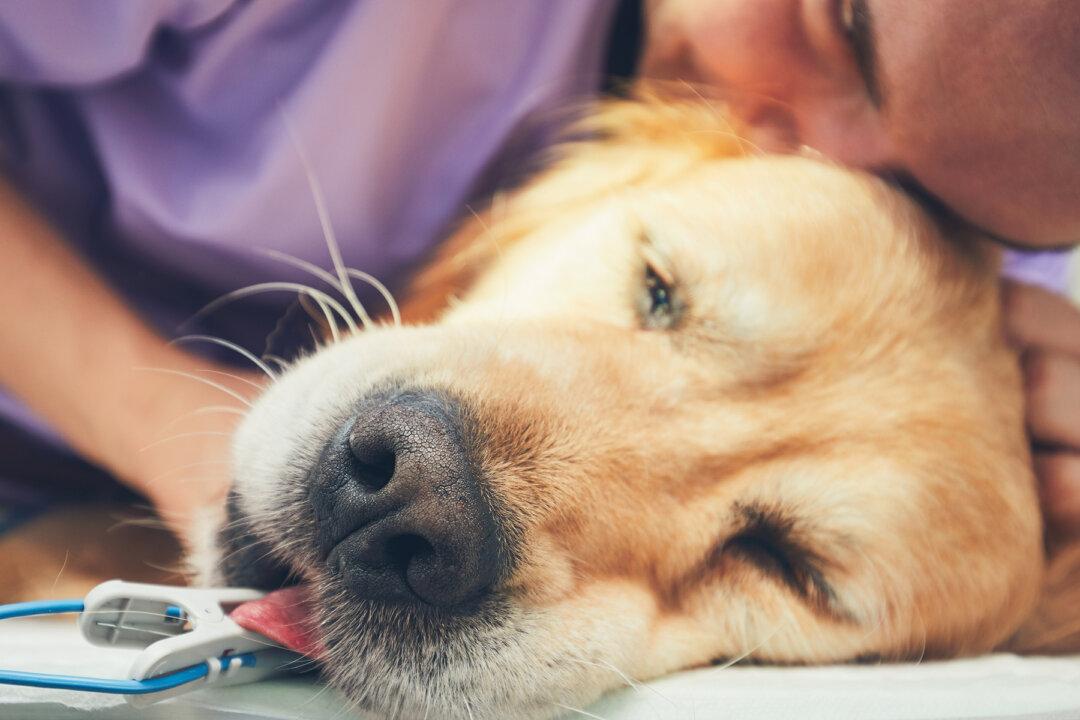 Dog Owner Posts Heartbreaking Warning About ‘Rope Toys’ for Dogs After Pup Dies