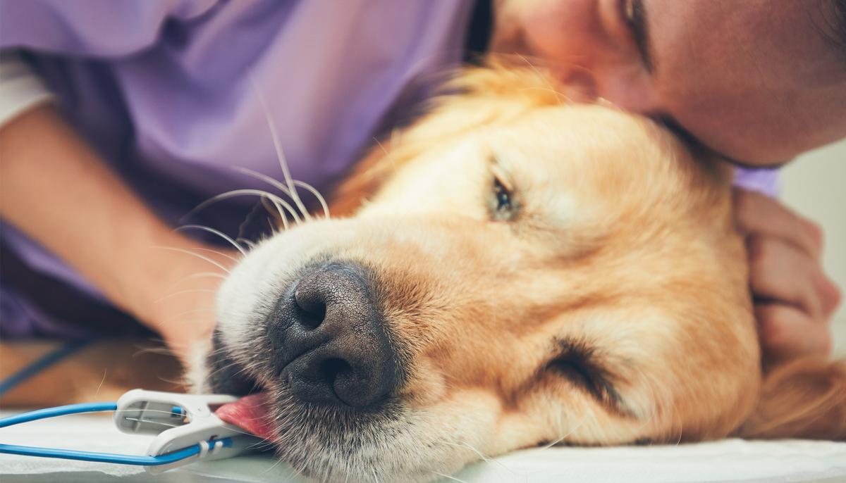 Dog Owner Posts Heartbreaking Warning About ‘Rope Toys’ for Dogs After Pup Dies