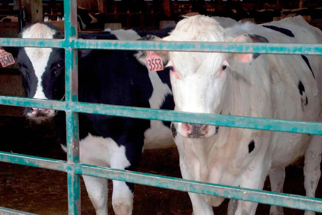 Unlabeled Ingredients in Meat Raise Questions