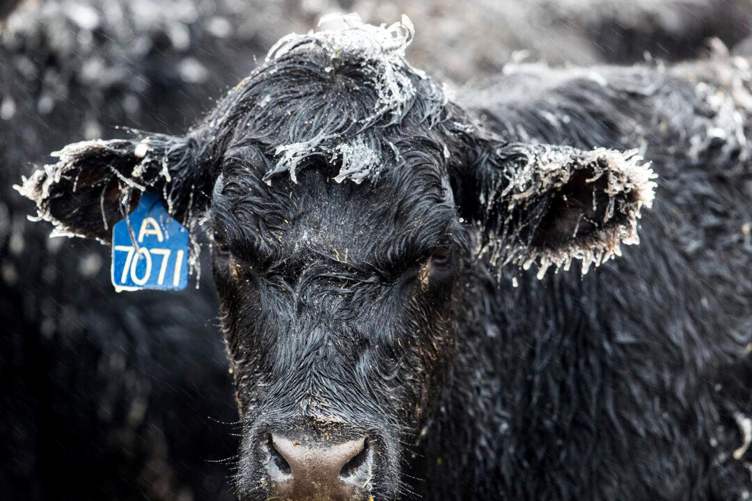 Bomb Cyclone Storm Hammering Central US, Disrupting Travel