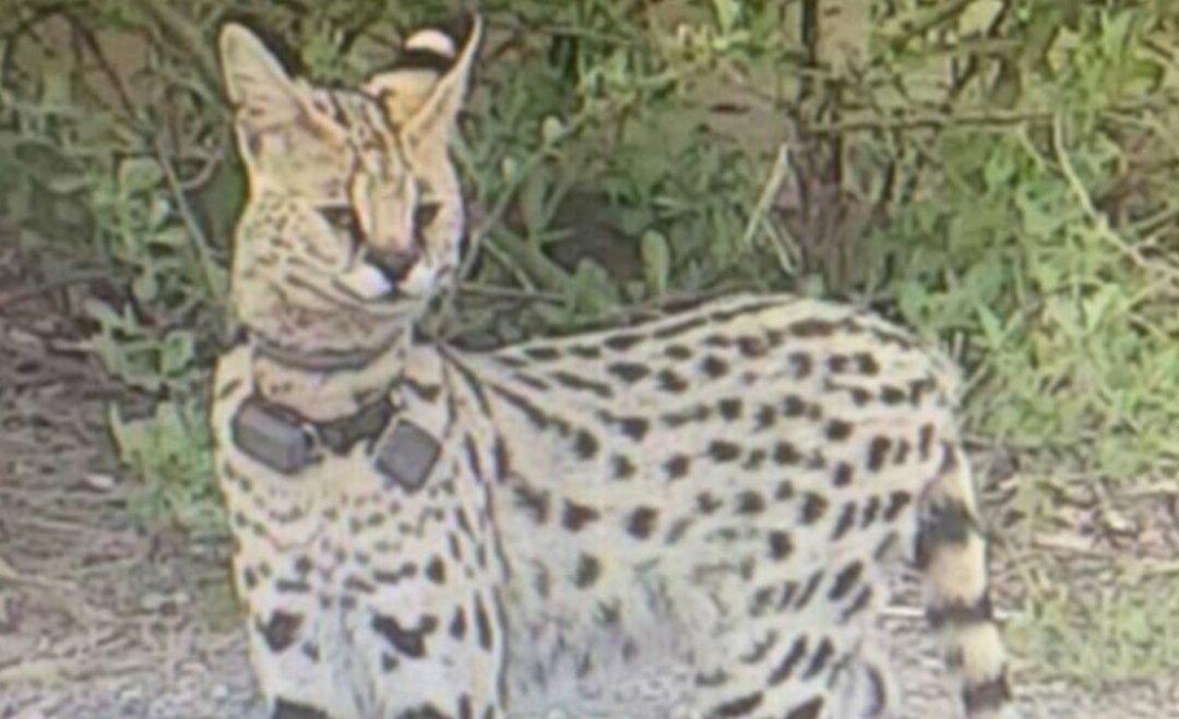 ‘Exotic’ Large Cat Is on the Loose in Virginia Beach, Say Officails